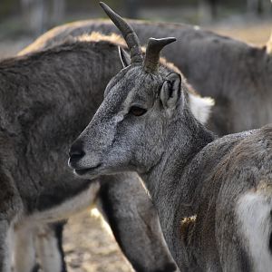 Female Northern Blue Sheep (Pseudois nayaur szechuanensis) in Zoo Tallinn