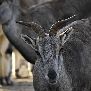 Female Northern Blue Sheep (Pseudois nayaur szechuanensis) in Zoo Tallinn