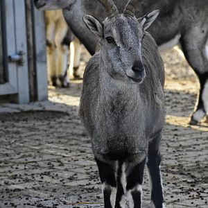 Female Northern Blue Sheep (Pseudois nayaur szechuanensis) in Zoo Tallinn