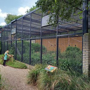 Parrot-aviary