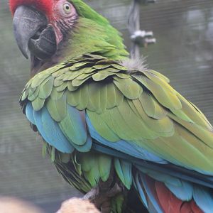 Military macaw