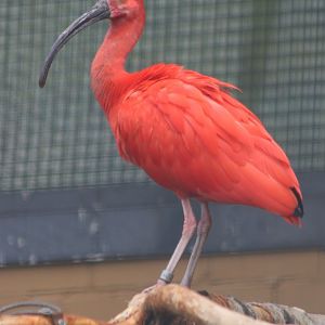 Scarlet ibis