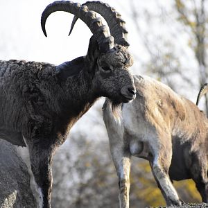 Siberian Ibex (Capra sibirica) in Zoo Tallinn