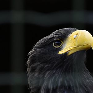 White-tailed Eagle (Haliaeetus albicilla) in Zoo Tallinn