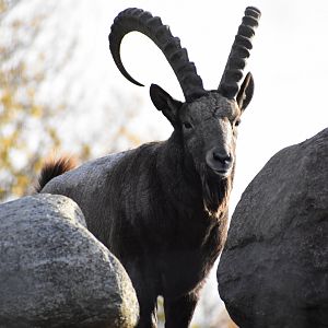 Siberian Ibex (Capra sibirica) in Zoo Tallinn