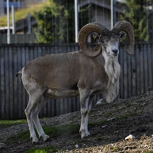 Male Transcaspian Urial (Ovis vignei arkal) in Zoo Tallinn