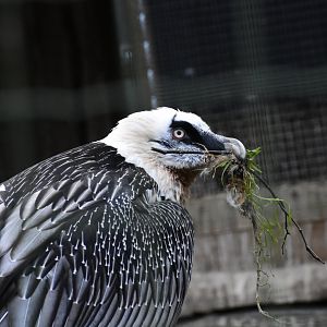 Bearded Vulture (Gypaetus barbatus) in Zoo Tallinn
