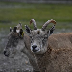 Female Transcaspian Urial (Ovis vignei arkal) in Zoo Tallinn