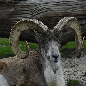 Male Transcaspian Urial (Ovis vignei arkal) in Zoo Tallinn