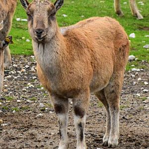 Female Tajik markhor (Capra falconeri heptneri) in Tallinn Zoo