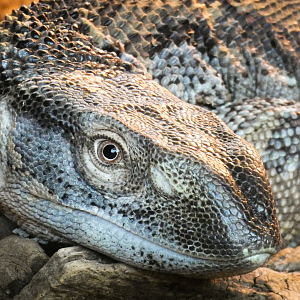 Oct. 2021 - Scaly, Slimy, Spectacular - White-throated Monitor