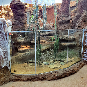 Oct. 2021 - Scaly, Slimy, Spectacular - Pancake Tortoise Exhibit