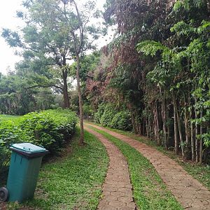 Path between Feline Section and Cerrado Section