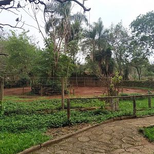 White-Lipped Peccary Habitat