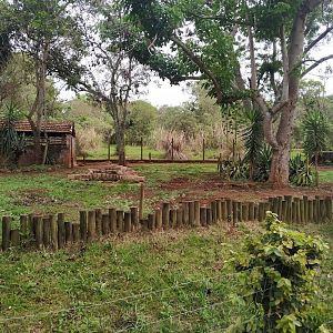 Collared Peccary Habitat