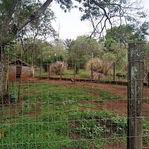 Collared Peccary and Greater Rhea
