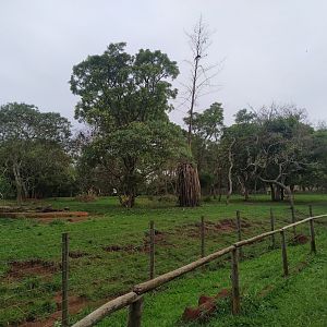 Greater Rhea, Giant Anteater and Gray Brocket Habitat