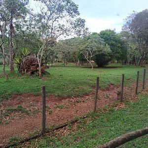 Greater Rhea, Giant Anteater and Gray Brocket Habitat Part 2