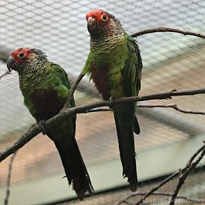 Rose-fronted parakeet (Pyrrhura roseifrons)