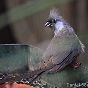 Speckled mousebird (Colius striatus)