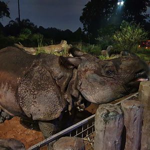 Indian Rhinoceros
