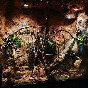 New Caledonian Bumpy Gecko exhibit