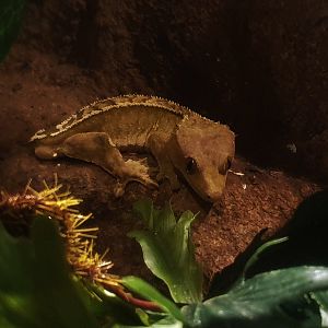 Crested Gecko