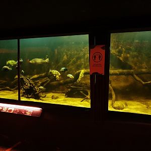 South American Cichlids exhibit