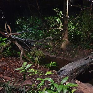 "Singapore Natives" exhibit