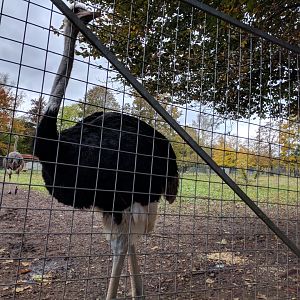 Male Ostrich