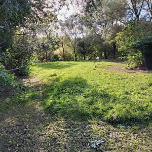 Greater rhea enclosure