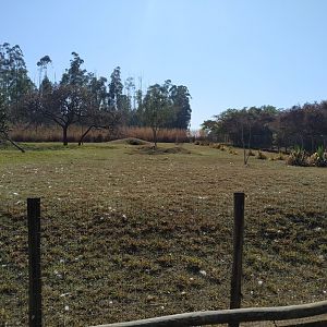 Maned Wolf Habitat Right by mid-September