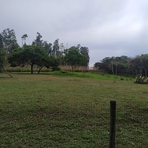 Maned Wolf Habitat Right in late October
