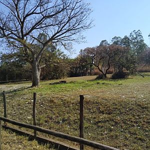 Maned Wolf Habitat Left by mid-September