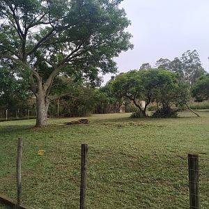 Maned Wolf Habitat Left in late October