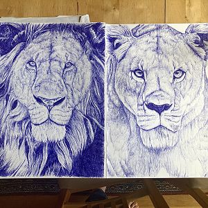 Lion and lioness - ballpoint pen