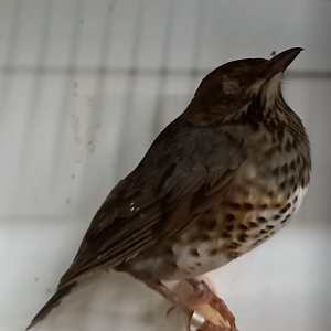 Japanese thrush - female - Turdus cardis