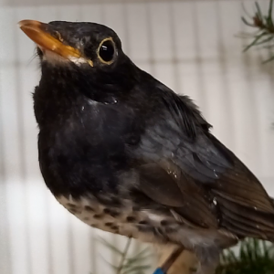 Japanese thrush - male - Turdus cardis