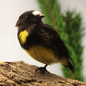 White-fronted manakin - male - Lepidothrix serena