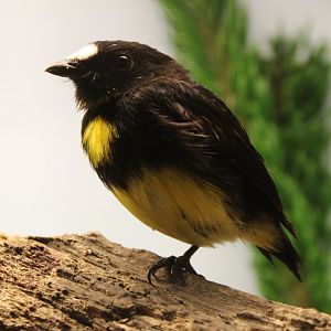 White-fronted manakin - male - Lepidothrix serena