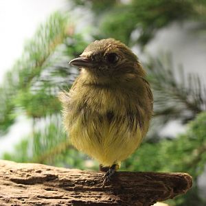White-fronted manakin - female - Lepidothrix serena