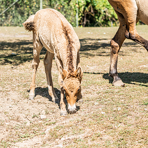 Ryder the male baby Przewalski's Horse
