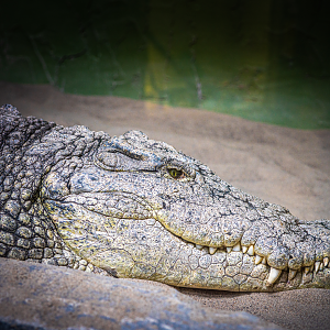 Nile Crocodile