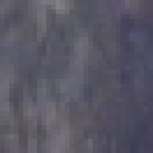 New Guinea ground cuscus