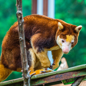 Puzzle the female Matschie's Tree-Kangaroo
