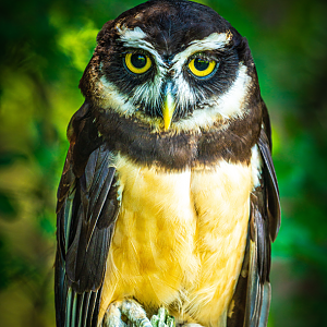 Dr. Spec the male Spectacled Owl