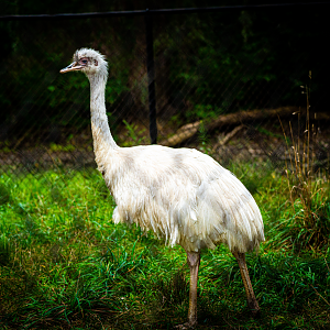 Albino Rhea