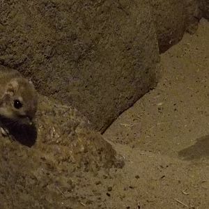 Merriam's Kangaroo Rat