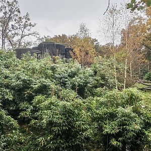 Sumatran Tiger exhibit