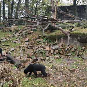 Sun Bear - 5 individuals